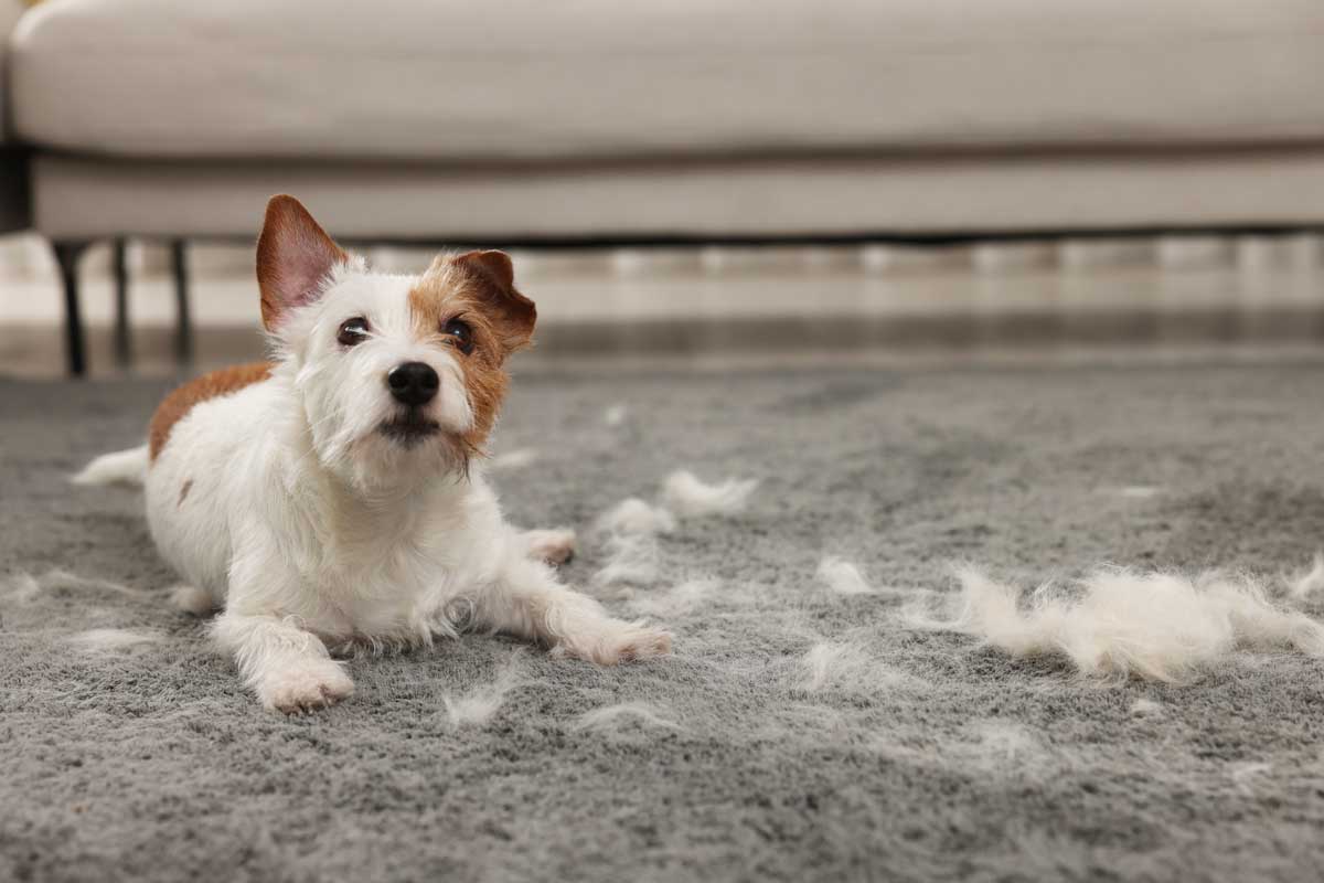 carpet cleaning services